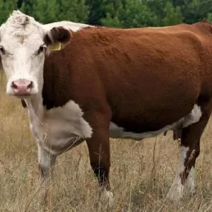 Kazahh alb -rasă de vaci